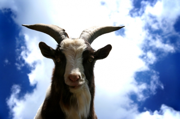 Theo Epstein Devours a Goat