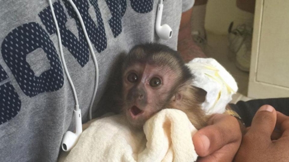 Dez Bryant Gets Caught Up in Monkey Business