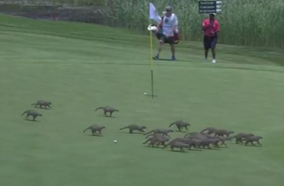 European Golf Tourney Interrupted By Horde of Mongooses
