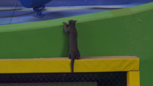 Marlins Home Opener Interrupted by Stray Cat