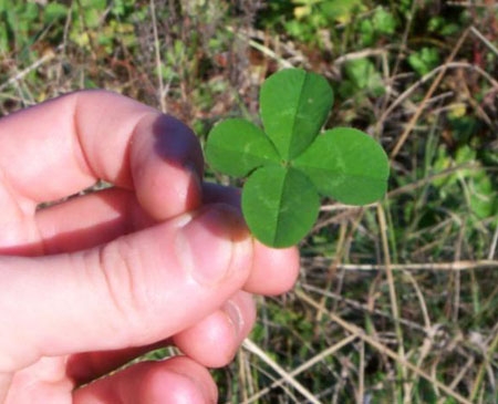 Luck of the Irish Cuts Both Ways