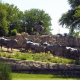Longhorns with their own grassy knoll.