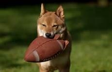 NFC West: Top Dog in 2013