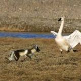 Swans and Foxes Battle to a Draw