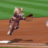 Your Weekly MLB Ballpark Animal Sighting