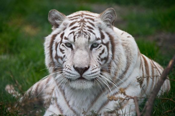 Jon Gruden Reveals the True Identity of the White Tiger
