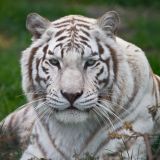 Jon Gruden Reveals the True Identity of the White Tiger