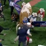 Live Animal Mascots Gone Wild: The College Bowl Season Edition