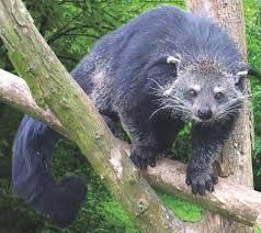 What's a Bearcat? Hawkeyes Are about to Find Out