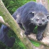 What's a Bearcat? Hawkeyes Are about to Find Out