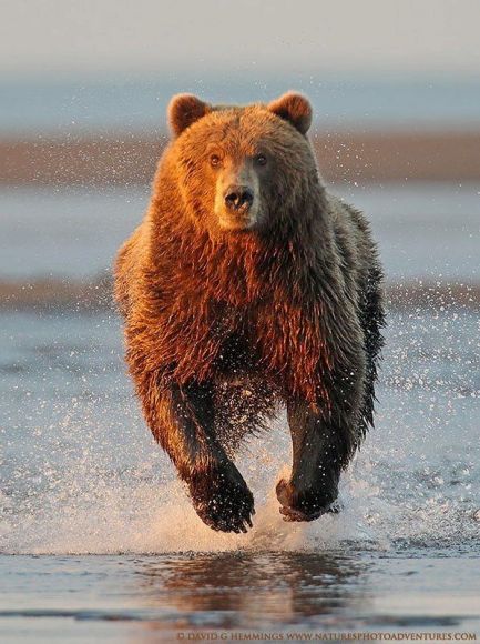 Baylor's Bears Gotta Run with the Zags