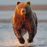 Baylor's Bears Gotta Run with the Zags