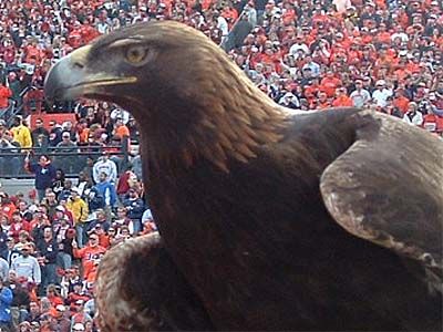 Final Four: Auburn Looks to War Eagle the Wahoos