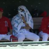Oh Dear God, The Bees Have Returned to an MLB Ballpark Near You