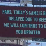 MLB Remains Under Siege from Those Damn Bees