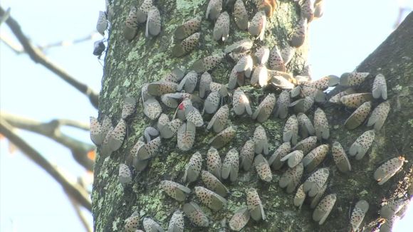 Penn State Conquers Purdue and the Invasive Spotted Lanternfly