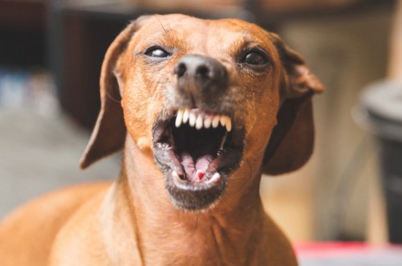 NFL Week 6 ATS Hit List: Dealing with the Dog Days
