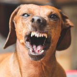 NFL Week 6 ATS Hit List: Dealing with the Dog Days