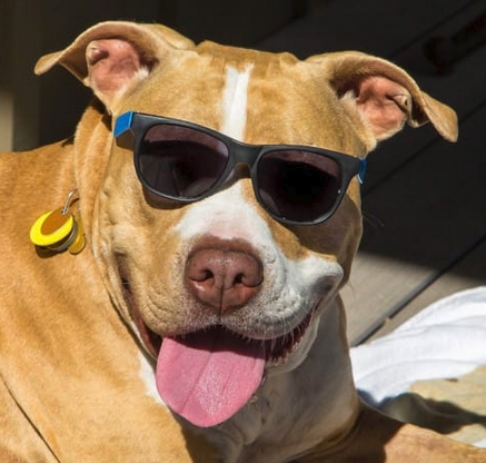 Chelsea Reminds Foxes Who the Big Dog Really Is