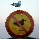 Seagull makes his own damn rules.