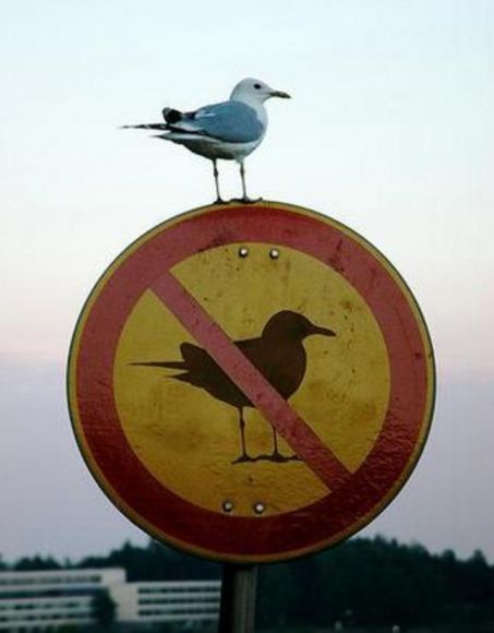 Brighton & Hove Expose Arrogant Manchester United