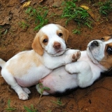 Premiership's Top Two Settle for Stalemate