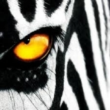 Zebras Become the Hunters in Champions Semi-Final