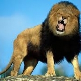 The Three Lions Come Roaring Back