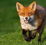 Leicester City's Not Goofing Around