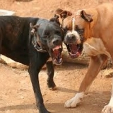 Chelsea Cops a Point at Anfield