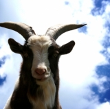 Theo Epstein Devours a Goat