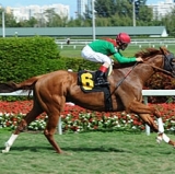 Top Equines Shine on Huge Racing Weekend