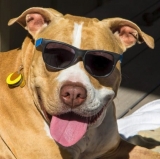 Chelsea Reminds Foxes Who the Big Dog Really Is