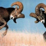 Ramming It Home