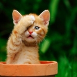 FC Bayern's 'Interesting' Start to the Season Continues