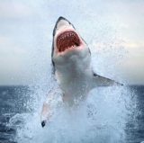 Chuck It Back: Playoff-Bereft Carmelo Anthony Is Catching Sharks