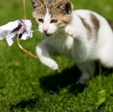 Now you see it, and now you still see it. Must be Joe Hart's pet.