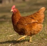 According to the Tide fans, this is War Chicken.