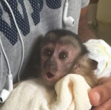 Dez Bryant Gets Caught Up in Monkey Business