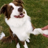 A Dog Day in Georgia