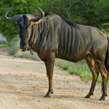 The Giants reached gnu heights with a third World Series Triumph in 5 years in a glorious 2014.