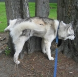 Huskies Sniffing for Success down on the Farm