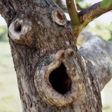 Be Like Ike: Four Replacements for Augusta's Eisenhower Tree