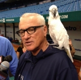 Joe Maddon Riffs on Pine Tar Scandal