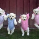 Hangin' with a Small Dog