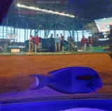 Fish Tank at Marlins Park Cracked by Foul Ball