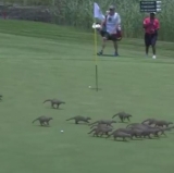 European Golf Tourney Interrupted By Horde of Mongooses