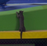 Marlins Home Opener Interrupted by Stray Cat