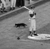 This Time, Giants Rise Above the Maddoning Crowd