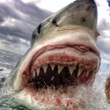 NHL Pucks Drop: Sharks Actually Did What Sharks Do